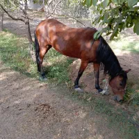 اسب مادیون کردی|اسب و تجهیزات اسب‌سواری|دماوند, دماوند|دیوار