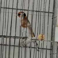 سهره نر و ماده