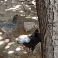 مرغ