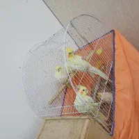 عروس هلندی|پرنده|رشت, باهنر|دیوار