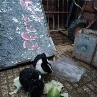 خرگوش های زیبا|موش و خرگوش|صحنه, |دیوار