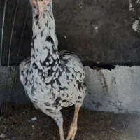 مرغ لاری|حیوانات مزرعه|سیرجان, |دیوار