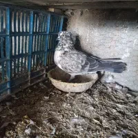 کبوتر|پرنده|سیمین شهر, |دیوار