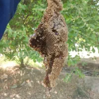 عسل طبیعی|خوردنی و آشامیدنی|رامشیر, |دیوار