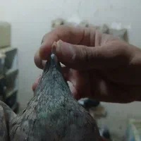 کفتر پلاکی پیدا شده