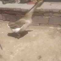 قوغاز|حیوانات مزرعه|مراغه, |دیوار
