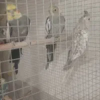 سلام سه‌تا عروس هلندی دوتا نر یک ماده