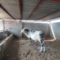 دو عدد گوساله سیمیتال مچ قلمدار درجه یک