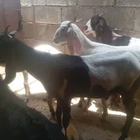 گوسفند نر