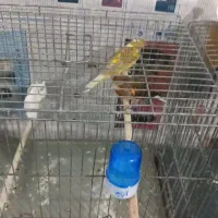 قناری یسر رسمی سوپر کشیده بلند