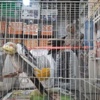 عروس هلندی|پرنده|مشهد, چهارچشمه|دیوار