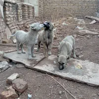 سگ سرابی توله