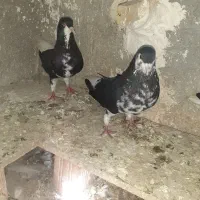 کبوتر