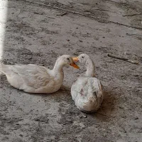 اردک نر و ماده تخم گذار