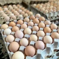 تخم مرغ خانگی فروشی