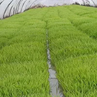 تم برای مزرعه