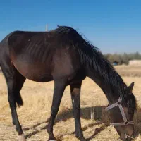 فروش اسب|اسب و تجهیزات اسبسواری|زمکان, |دیوار