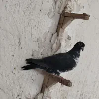 کبوتر کشکی یا بزک