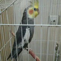 عروس هلندی