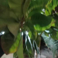 پلاک موتور پیدا شده