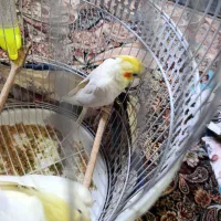 عروسی هلندی دستی