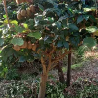 فروش ویژه یاس و لکسترون و مورت پیوندی|گل و گیاه طبیعی|شیرود, |دیوار