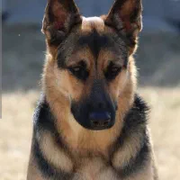 فروش حیوانات خانگی