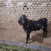 یکی نربز پاکستانی اصل یک سالونیمه خیلی شروروزن75