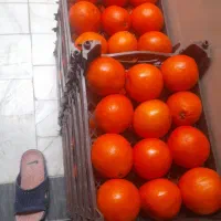 پرتقال مجلسی ۶۵۰۰۰تومن