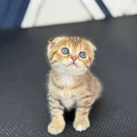 گربه بریتیش و اسکاتیش