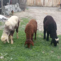 سخ تا بره بزرگ خوراک خور ( دوتا نر .  و یک ماده )