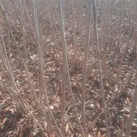 فروش انواع نهال و صنوبر|خدمات باغبانی و درختکاری|ترکمانچای, |دیوار