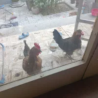 مرغ بومی تخم گزار