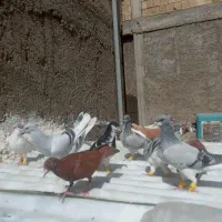 کبوتر مقلف