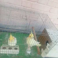 عروس هلندی|پرنده|اهواز, کیانپارس |دیوار