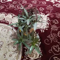 گل های آپارتمانی متنوع