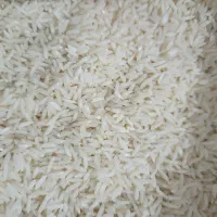 برنج دم‌سیاه و فجر