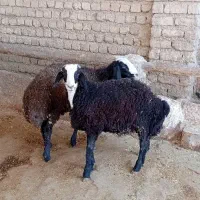 بره قوچ شال درجه یک|حیوانات مزرعه|کوهنانی, |دیوار