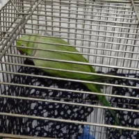 طوطی ملنگو|پرنده|ساوه, |دیوار