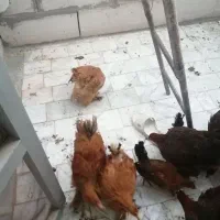 برهما بوف و پاتریچ|حیوانات مزرعه|بیرجند, |دیوار