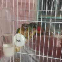 کاملان سالم ورام|پرنده|اردکان, |دیوار