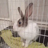 حیوان خانگی|موش و خرگوش|سبزوار, قدس|دیوار