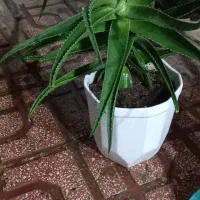 گل برای فروش مخمل ها دونه ۱۰۰ هزار