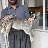 خرگوش غول پیکر نژاد فلیمیش جاینت