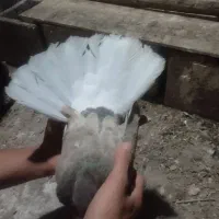 ی جفت پرنده