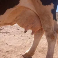 گاوسیمیتالجوان|حیوانات مزرعه|شباب, |دیوار