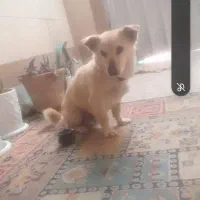 یک قلاده سگ