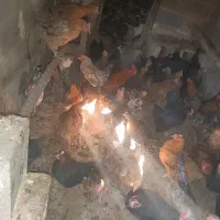 مرغ و قوغاز