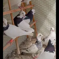 کبوتر
