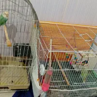 عروس کوتوله